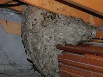 Gros nid de guêpes accroché sous une charpente, couvert de guêpes