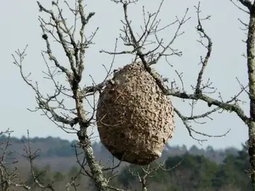 Nid de frelons asiatiques en haut d'un arbre sans feuilles