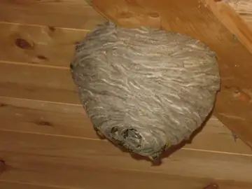 Nid de guêpes gris fixé au plafond lambrissé d'un abri en bois