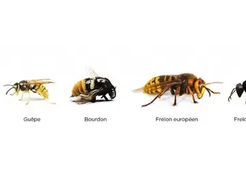 Comparatif de taille : abeille, guêpe, bourdon, frelon européen et frelon asiatique